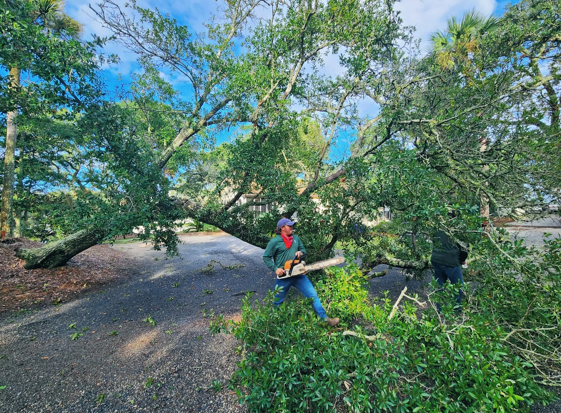 Crew member cutting a large fallen live oak limb during a storm cleanup