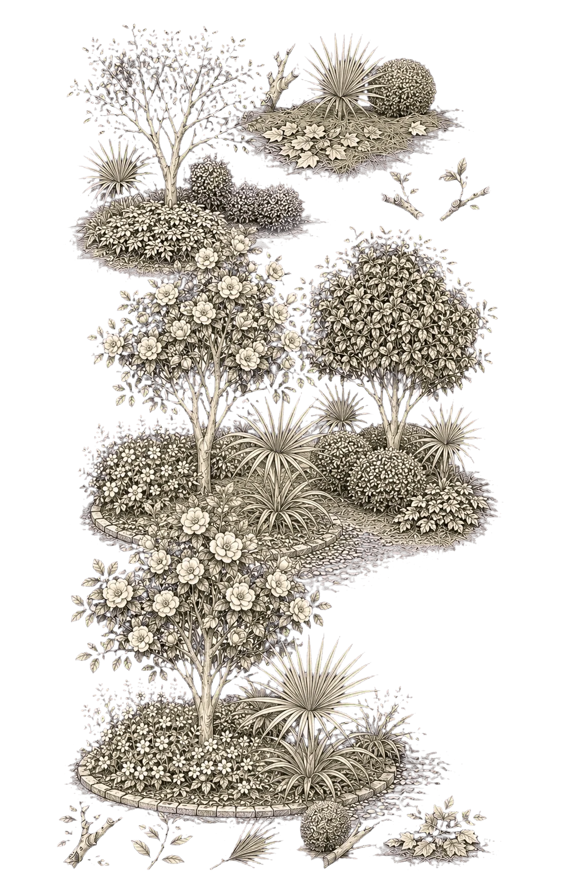 Botanical elevation studies of Lowcountry shrubs, ornamental trees and palmettos